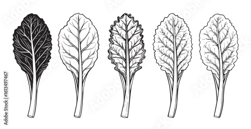Five detailed botanical illustrations of kale leaves silhouette