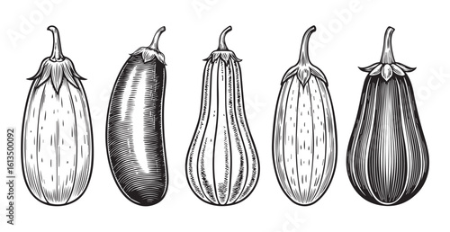 Five detailed illustrations of various eggplant varieties silhouette