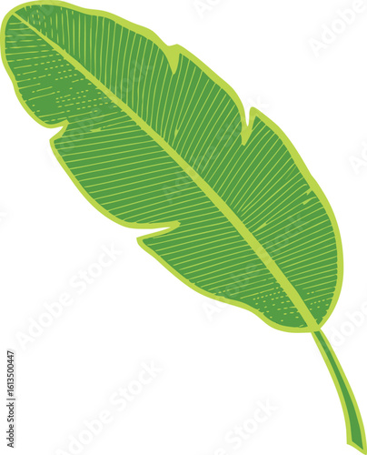 Green banana leaf with textured veins and outline vector