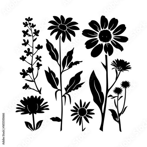 Minimalist Aster Outline Art