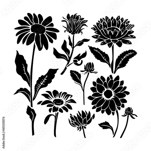 Elegant Aster Flower Silhouette