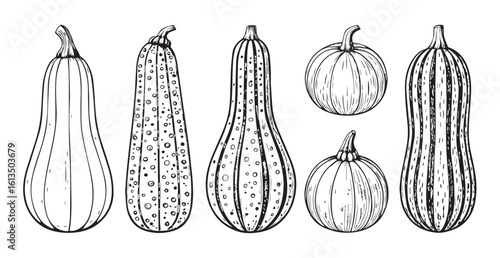 Collection of various gourds and squash in a detailed line drawing silhouette