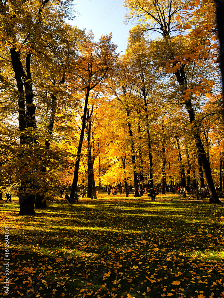 Fototapeta premium Bright yellow autumn park on a sunny day with people walking in the distance. Fallen leaves and golden trees create a European fall atmosphere in Saint Petersburg, Russia