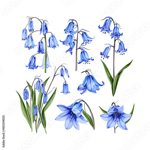 Bluebell Illustration Pack Silhouette