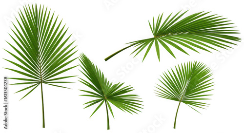 Four vibrant green palm fronds arranged artfully isolated on transparent background