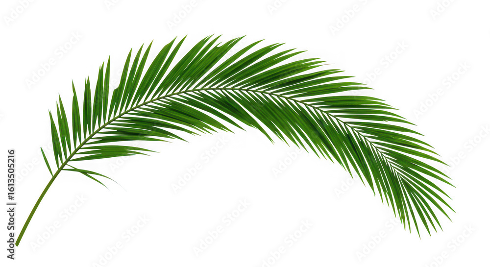 Obraz premium A single vibrant green palm frond curving gracefully isolated on transparent background