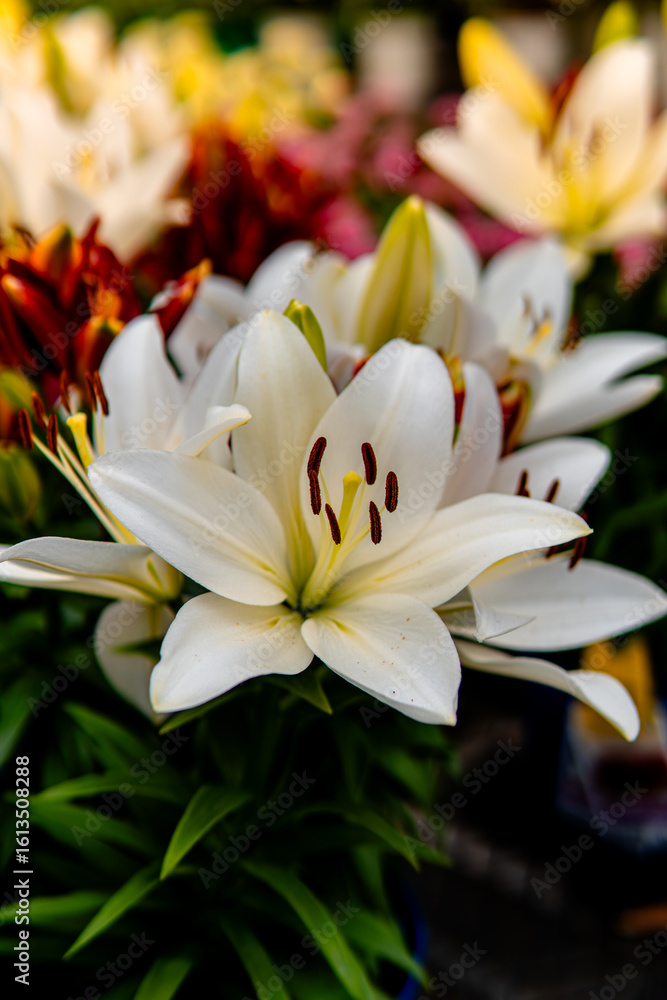 white lily flower white lily flower