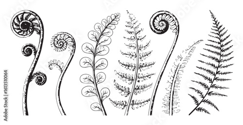 Detailed botanical illustration of various fern fronds and fiddleheads silhouette
