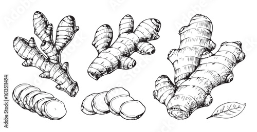 Detailed hand drawn sketch of fresh ginger roots and slices silhouette