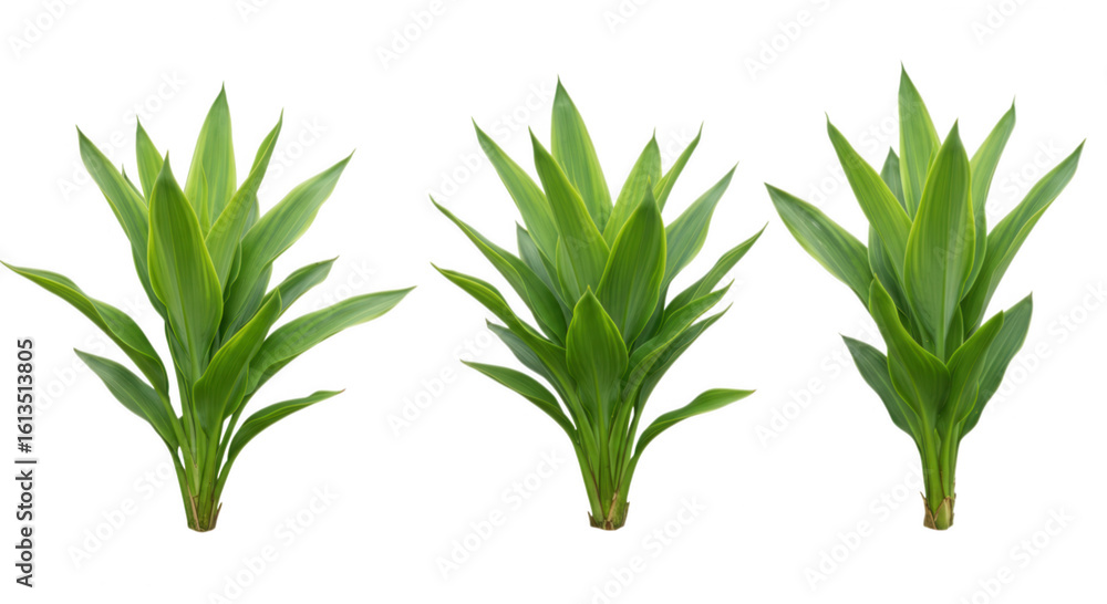 Naklejka premium Three green plants with pointed leaves isolated on transparent background