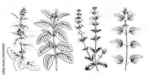 Detailed botanical illustration of various herb stems silhouette