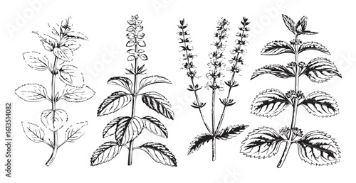 Detailed botanical illustrations of four herb plants silhouette