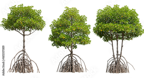 Three mangrove trees with visible roots isolated on transparent background