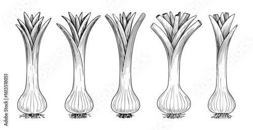 Five detailed botanical illustrations of leeks in a row silhouette