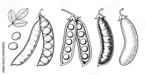 Detailed sketch of fresh pea pods and peas silhouette