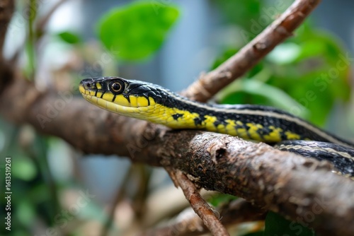 A snake with yellow and black stripes resting on a brown tree branch with leaves blurred in the background
