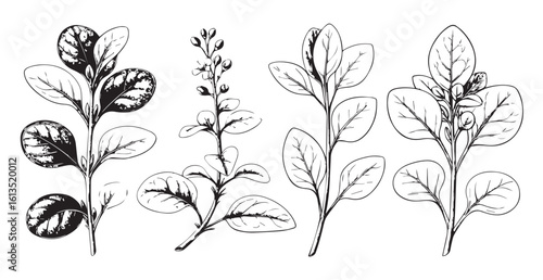Botanical illustration of four different leafy plant stems silhouette