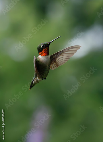 Ruby-Throated Hummingbird in Flight