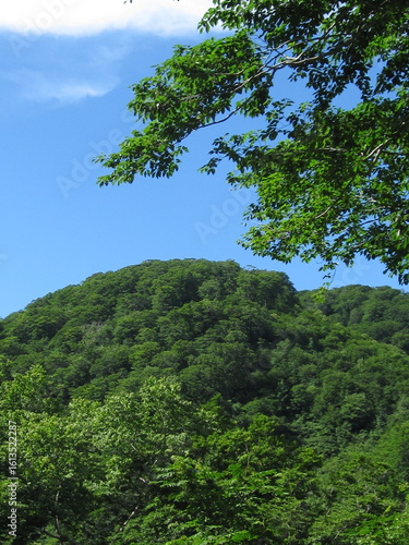 夏の白神山地