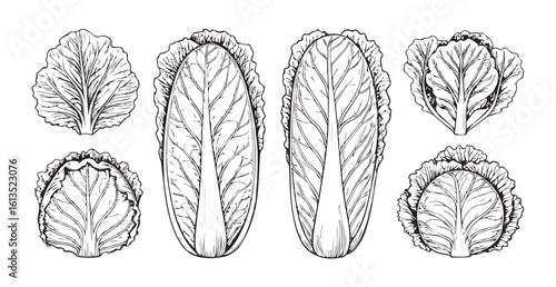Detailed botanical illustrations of napa cabbage sections and leaves silhouette
