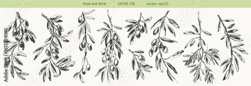 Hand drawn olive branches with leaves and berries ink sketches. For food and drink background, olive oil labels and packaging.