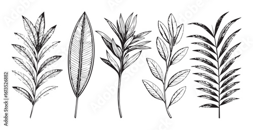 Collection of five detailed botanical plant silhouettes