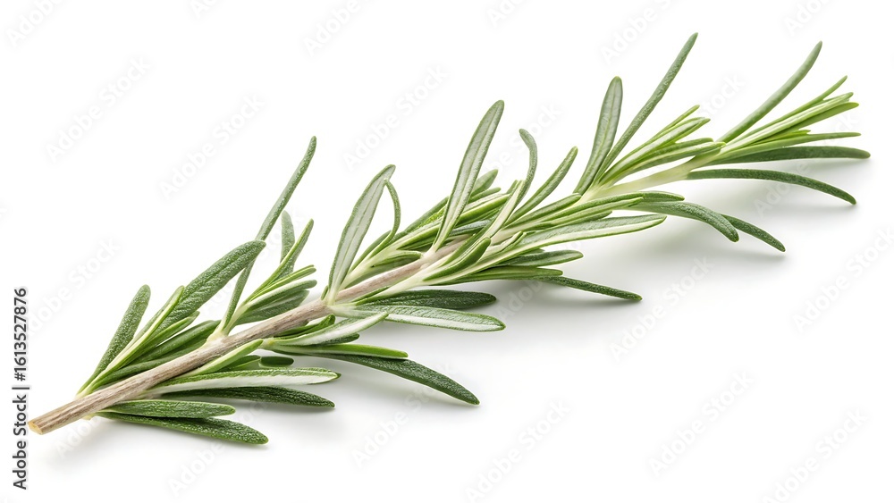 Fototapeta premium A single sprig of fresh rosemary on a clean white background view