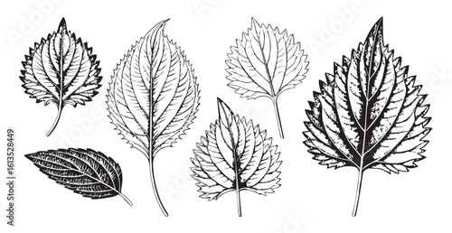 Detailed botanical illustration of nettle leaves silhouette