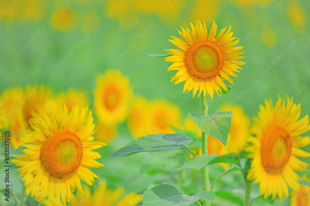 Obraz premium 夏の畑に咲くひまわりの花