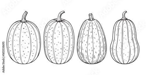 Four elongated gourds displayed in a line silhouette
