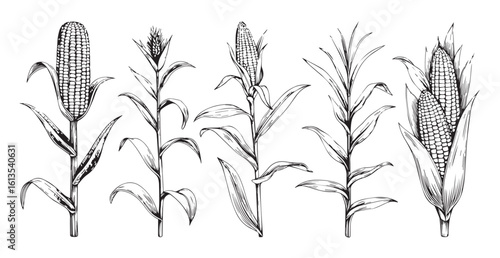 Detailed hand drawn sketch of five corn stalks silhouette