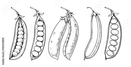 Detailed sketch of five open pea pods with peas silhouette