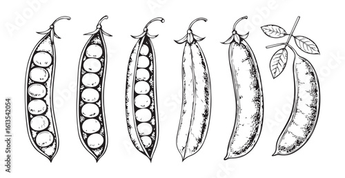 Hand drawn sketch of six pea pods in silhouette