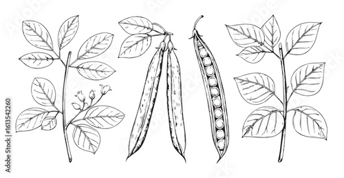 Detailed botanical illustration of pea plants with pods and leaves silhouette