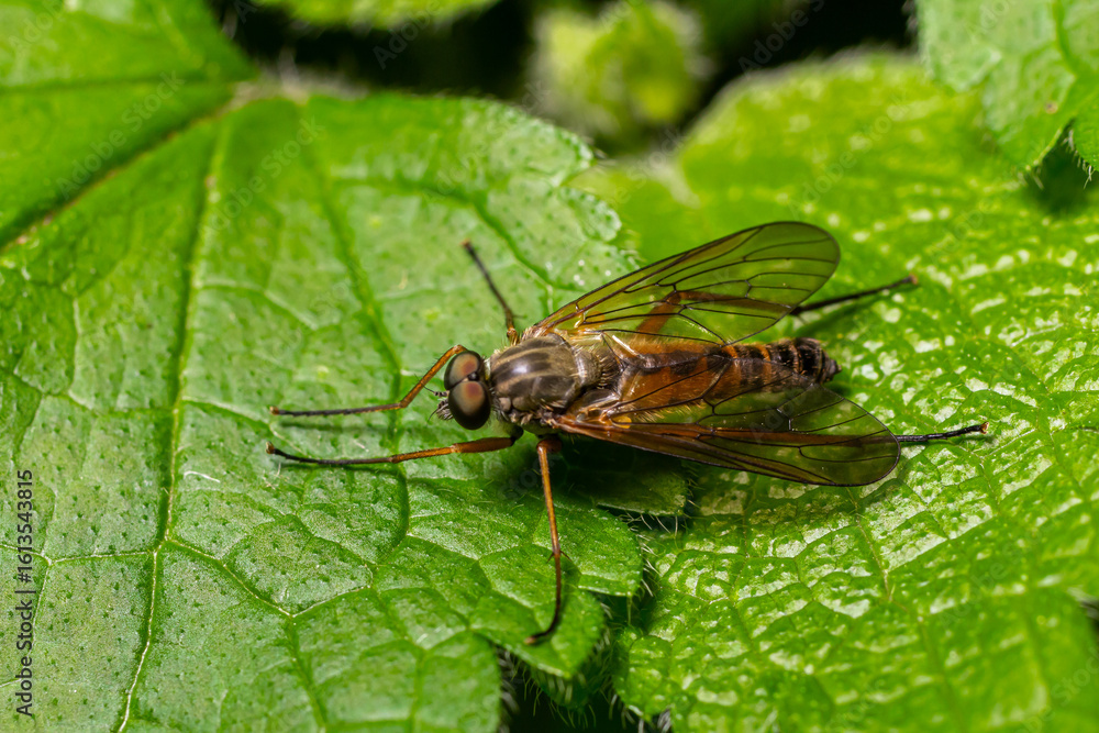 Fototapeta premium Snipe fly resting on a green leaf in a forest habitat during a sunny day
