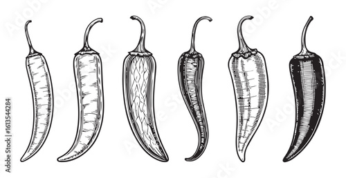 Collection of hand drawn chili peppers in a detailed silhouette style