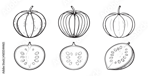Hand drawn sketch of whole and halved melons silhouette