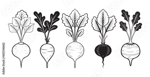Five hand drawn radishes with leafy greens silhouette