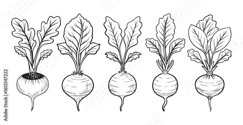 Five detailed hand drawn radish vegetables in silhouette