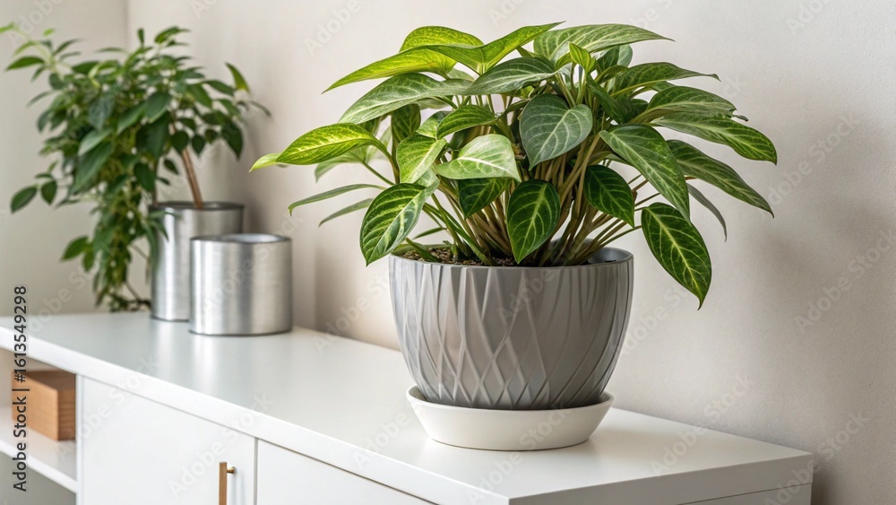 Fototapeta premium A close-up shot of a vibrant indoor plant in a sleek, modern pot, sitting on a white shelf against a simple, neutral background.