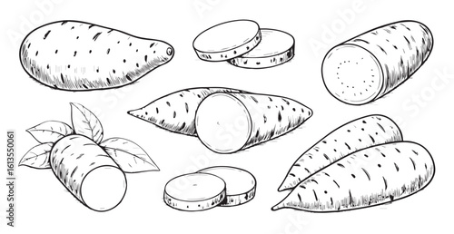 Hand drawn sweet potato illustrations showing whole and sliced varieties silhouette