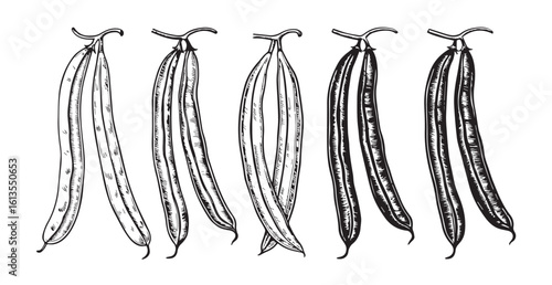 Five detailed vanilla bean pods in a row silhouette