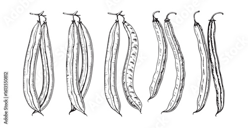 Detailed illustration of five long bean pods in a row silhouette