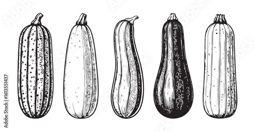 Five elongated gourds in a row detailed sketch silhouette
