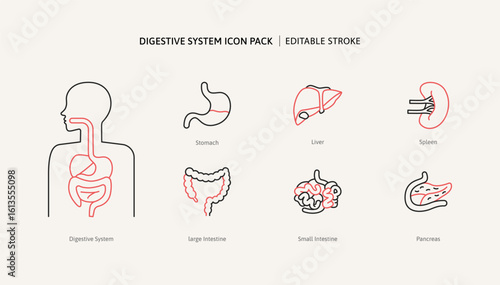 Digestive system and human internal organ body icon set for medical education. Anatomy intestine section health science graphic icons for infographic or disease biology information treatment.