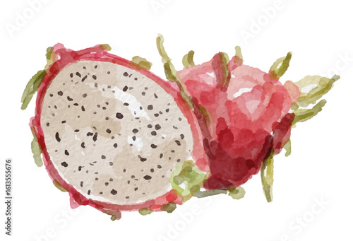 Hand painted watercolor dragon fruit isolated