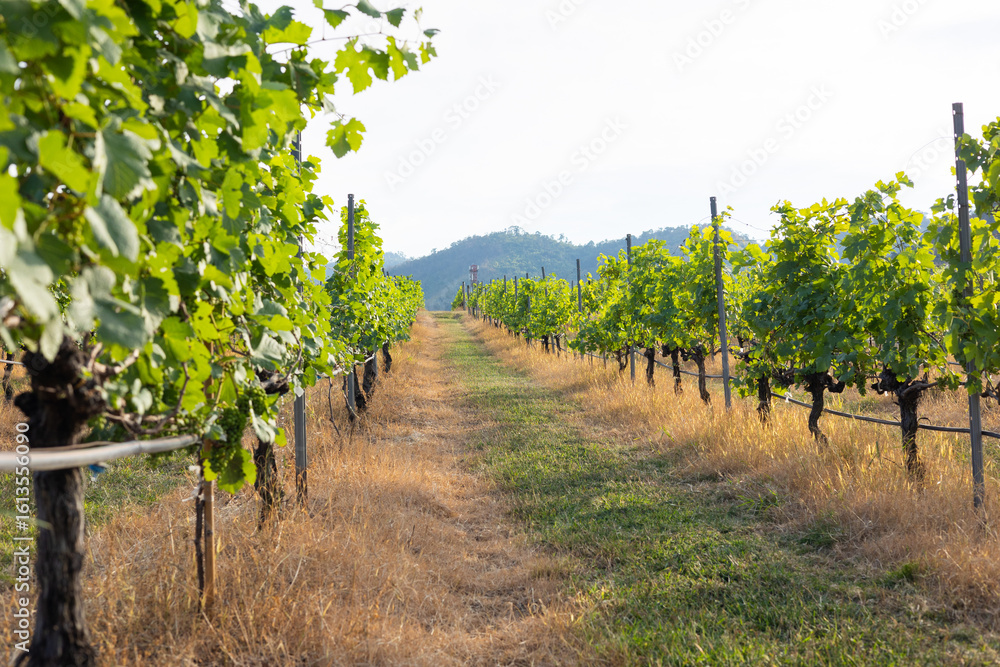 Naklejka premium Close-up view of green grape clusters on sunlight, highlighting the natural beauty of vineyard for organic farming and sustainable viticulture, emphasizing fresh for harvest and wine production.