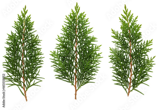 Three vibrant green cypress or cedar sprigs with scale-like needles, meticulously arranged, isolated on a transparent background with ample copy space, high-angle shot, studio lighting, concept of