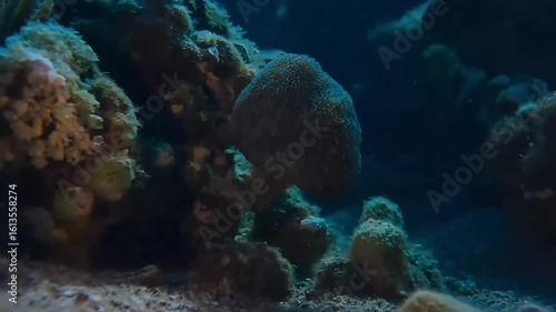 Graceful octopus changing color and camouflaging on the ocean floor
