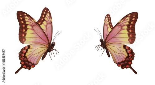 Two beautiful pink and yellow butterflies